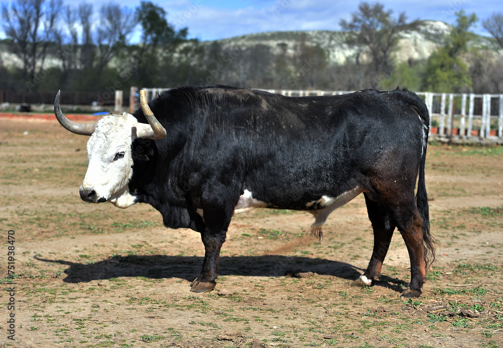 un toro español en una ganaderia en españa un toro español en una ganaderia en españa