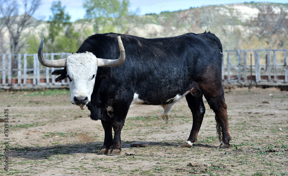 un toro español en una ganaderia en españa un toro español en una ganaderia en españa