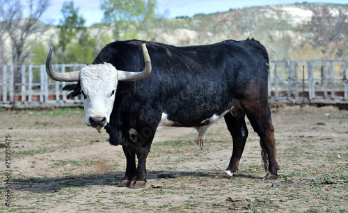 un toro español en una ganaderia en españa
