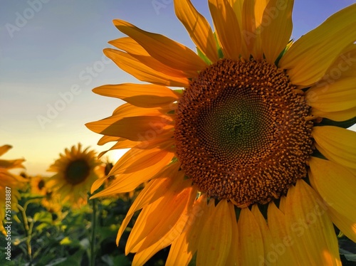 sunflower in the field