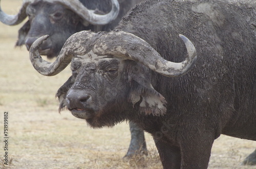 Close-Up of an African Buffalo Standing on the Grassland at the End of the Dry Season  Tanzania