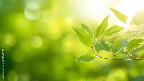 Close-up of vibrant green leaves with sunlight creating a bokeh effect in the background. 