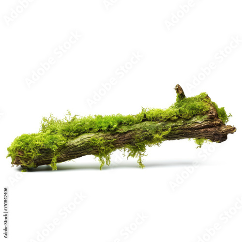 Fresh green moss on rotten branch isolated on white