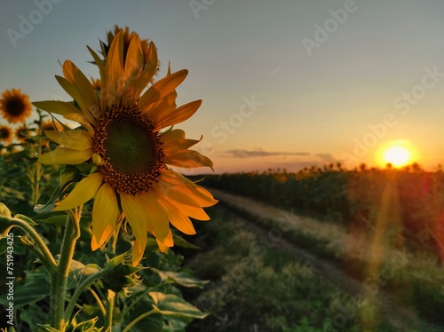 sunflower field at sunset