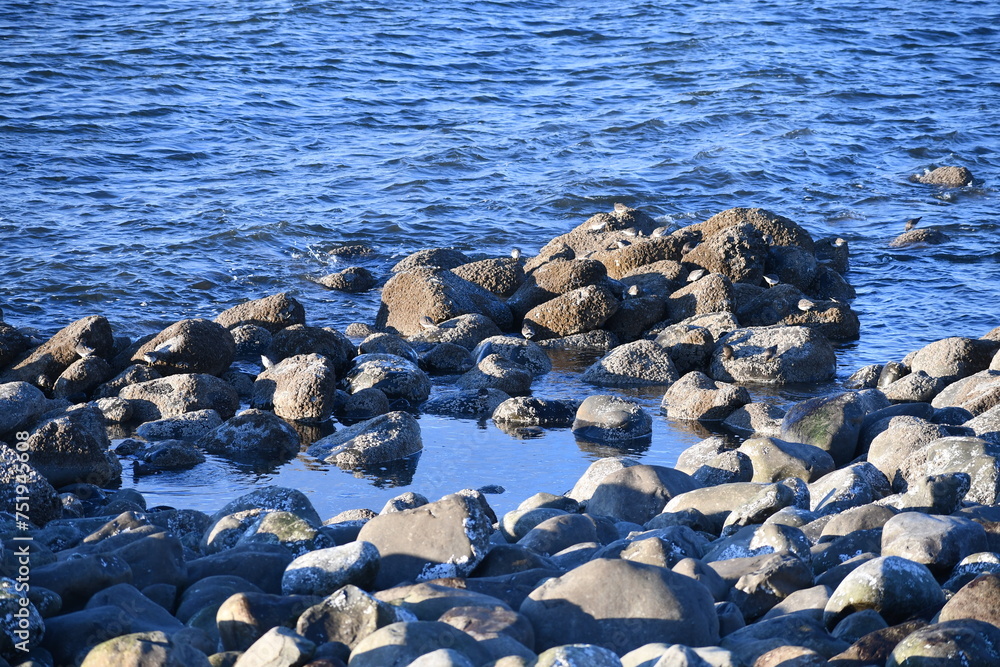 Fototapeta premium Rocky tide pool on Oregon coast.
