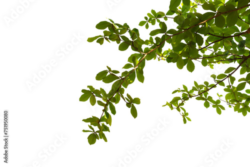 Isolated image of branch with leaves of big tree in nature on transparent background png file.