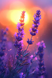 Purple Lavender flower in the mist and fog, vertical background