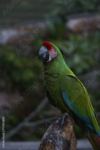 military macaw 