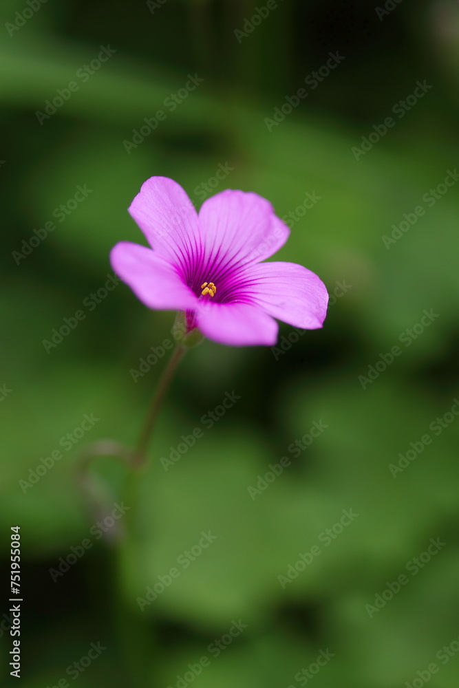 Fototapeta premium 幻想的なイモカタバミ