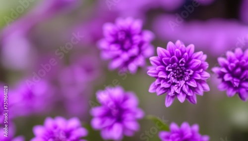  Vibrant purple flowers in bloom