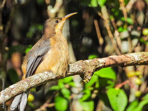 Juvenile Eastern Spinebill in New South Wales Australia © Imogen