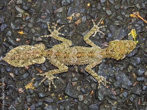 Leaf-tailed Gecko in Queensland Australia photo