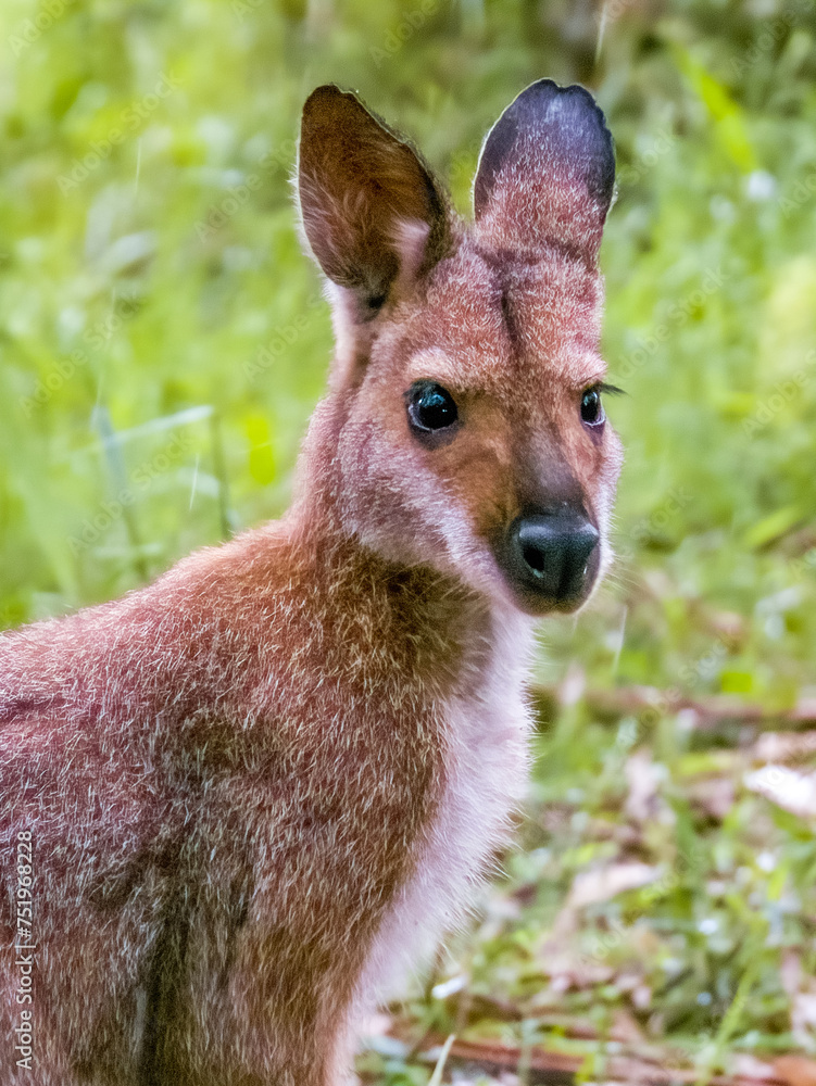 Fototapeta premium Pretty-faced Wallaby in New South Wales Australia