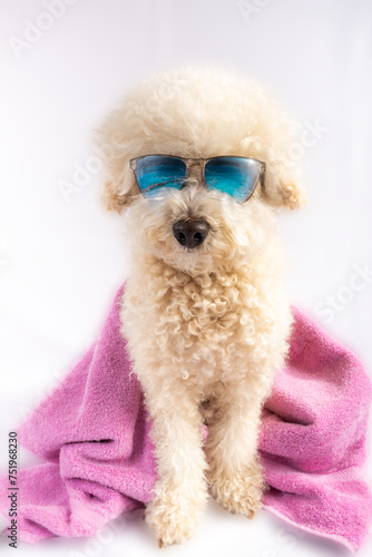 Fluffy Poodle dog with pink towel wearing sunglasses reflecting tropical beach