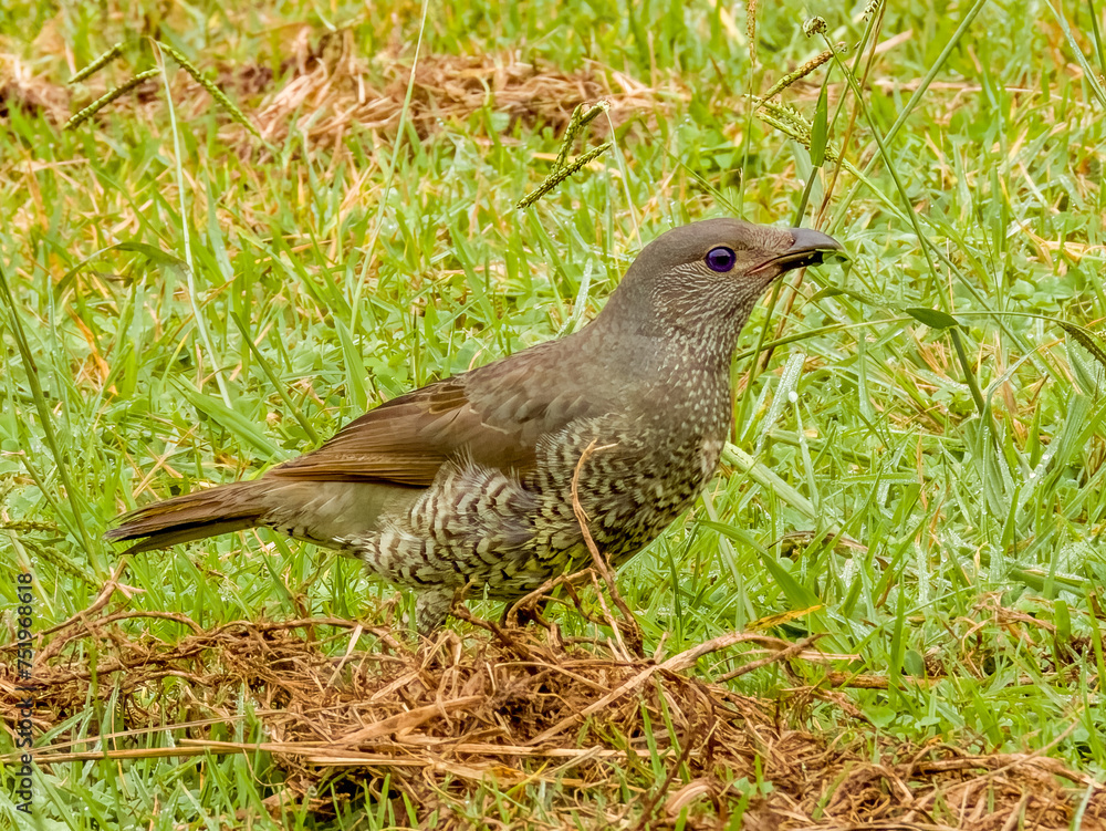Obraz premium Satin Bowerbird in New South Wales Australia