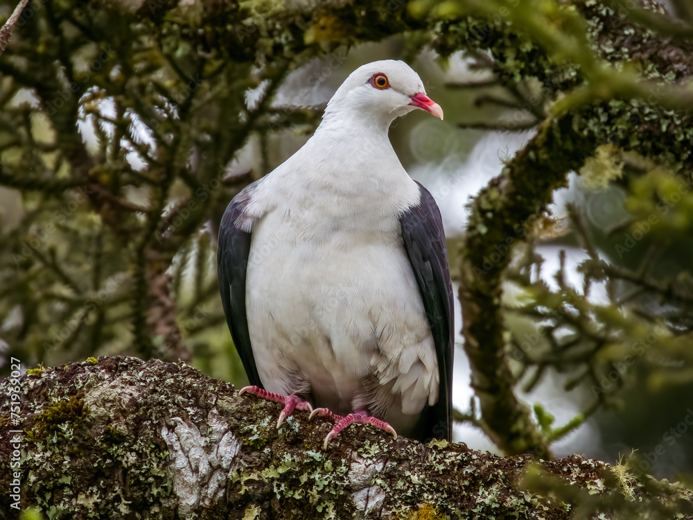 White-headed Pigeon in Queensland Australia White-headed Pigeon in Queensland Australia