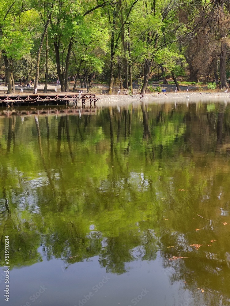 reflection of trees in water, reflejo de los árboles en el agua reflection of trees in water, reflejo de los árboles en el agua