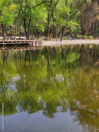 reflection of trees in water, reflejo de los árboles en el agua