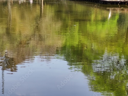 reflection of trees in water, reflejo de los árboles en el agua