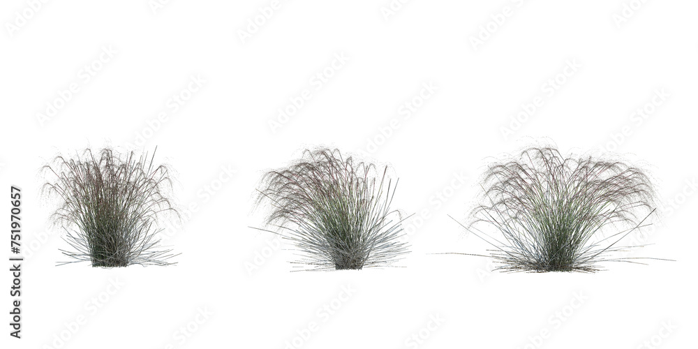 3d Render Brush Tree Isolated  on white