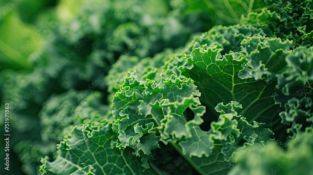 fresh food Kale fresh food Kale