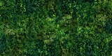 Lush Greenery: A Forest Floor’s Beauty