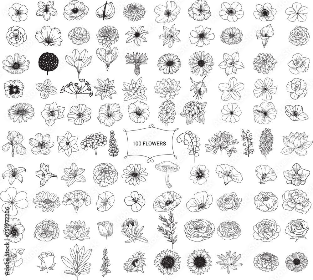 Fototapeta premium Flower wild flower floral botany leaf big set, doodle hand drawn outline style, for wedding love nature printing,card, wedding,love, t shirt,banner,product.vector illustration