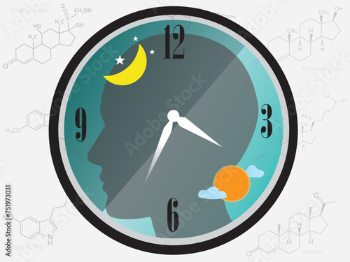 Circadian rhythms (circadian clock) are the physical, mental, and behavioral changes that an organism experiences over a 24-hour cycle, affecting the release of hormones and overall health.