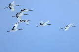 flock of Japanese Cranes in flight, Kushiro in Hokkaido, Japan