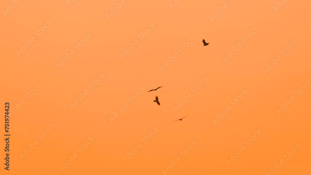 Silhouettes of eagles or hawks circling above the sunset sky Silhouettes of eagles or hawks circling above the sunset sky