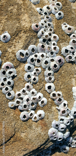 Фотография acorn barnacle shells on sandstone rock at the beach