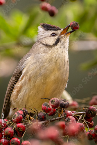 Taiwan yuhina endemic bird from Taiwan eating red fruits photo