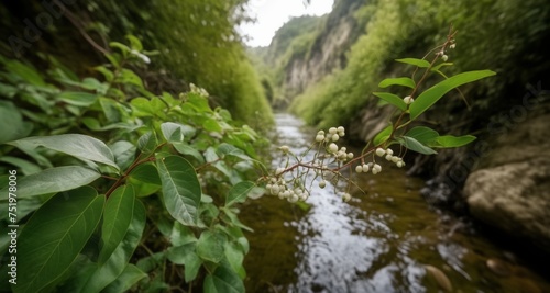  Nature's serene beauty - A tranquil stream amidst lush greenery