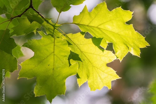 Branches of the northern red oak with green serrated leaves, summer background