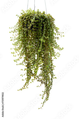 Pilea depressa or Baby Tears plant growing and hanging in pot isolated on white background included clipping path.
