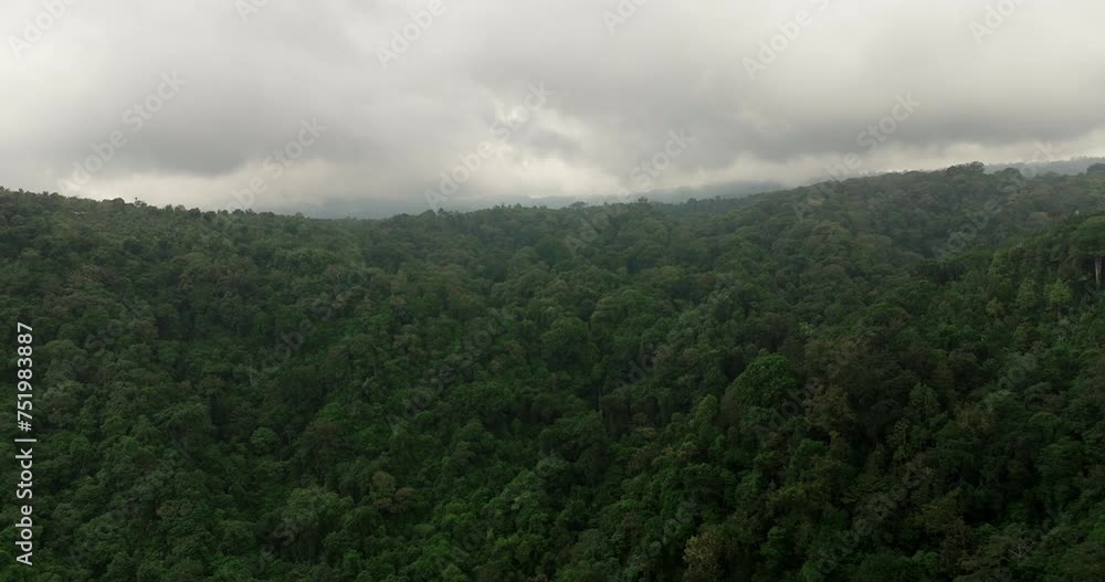 Jungle landscape, lush and vibrant ecosystem teeming with life. Aerial Jungle landscape, lush and vibrant ecosystem teeming with life. Aerial