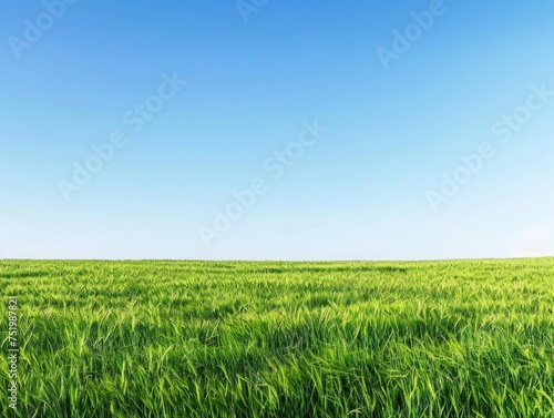 Expansive Green Field Under Blue Sky Lush Grass and Clear Horizon