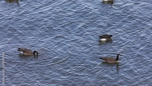 Geese feeding in the water.