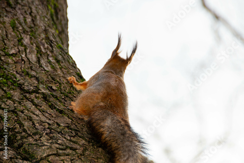 Close-up shot of the Red Squirrel