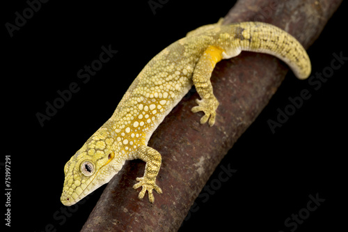 Bauer's Chameleon Gecko (Eurydactylodes agricolae)