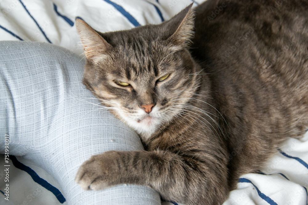 A tabby cat lies on a bed in pillows and looks at the camera