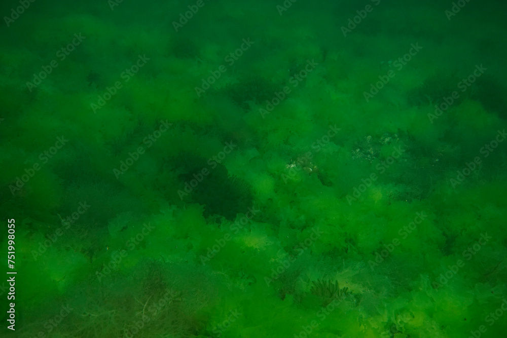 Fototapeta premium Green mosses landscape, like an underwater painting