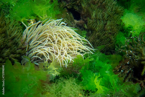 The dance of seaweeds and anemones in the Sea of Marmara
