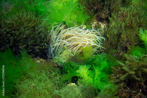 Seaweeds and snakelocks anemones in the Sea of Marmara