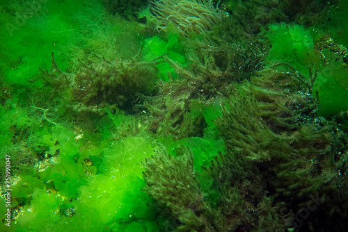 The green algae landscape in the Sea of Marmara
