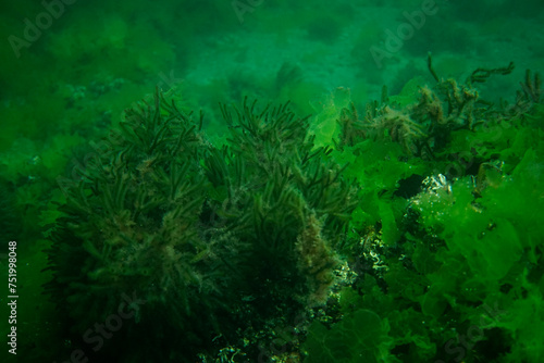 Green algae in the Sea of Marmara photo