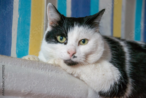Fototapeta Naklejka Na Ścianę i Meble -  A white cat with black spots lies on a white radiator