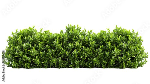 Shrubs green plants fence line cut out isolated on transparent background photo