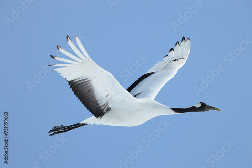 Japanese crane flying high in the sky, Kushiro in Hokkaido, Japan