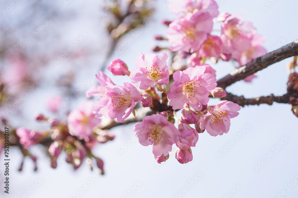 Fototapeta premium cherry blossom tree in springtime with bokeh and sunny lights